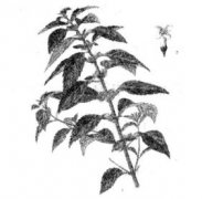 薄荷葉的功效有哪些？