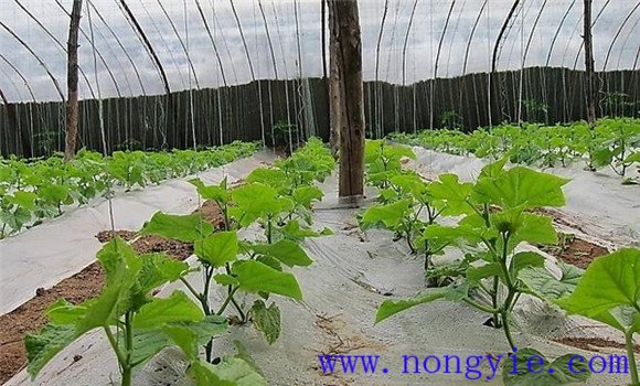 西葫蘆定植澆緩苗水、追肥