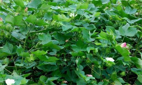 棉花輕簡化栽培技術要點