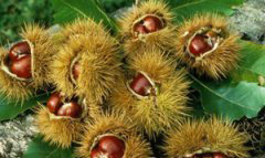 孕婦能吃板栗嗎？孕婦能不能吃板栗