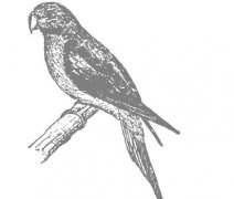 牡丹鸚鵡繁殖需注意事項(xiàng)