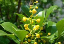 種植米蘭花應(yīng)注意什么？