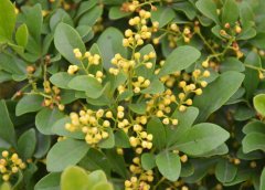 米蘭花掉葉子怎么辦？
