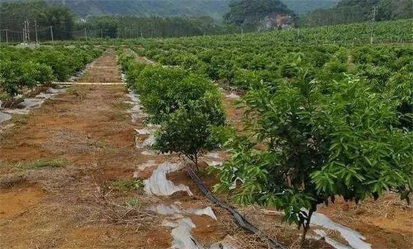 柑橘的土、肥、水管理