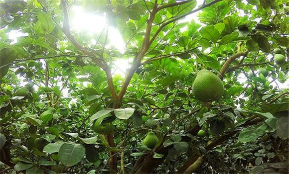 花期、幼果期適量肥水和溫度