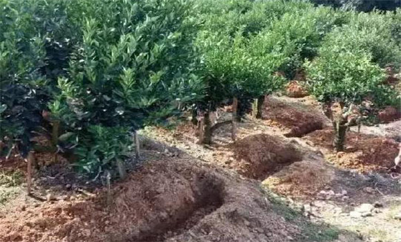 柑園追肥，需開溝條施