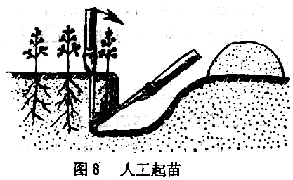 ="苗木在起、運(yùn)過(guò)程中應(yīng)注意什么"