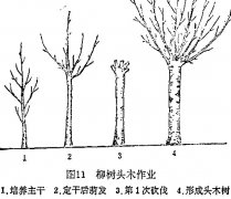 什么是柳樹(shù)頭木作業(yè) 怎樣施行？