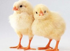 小雞怎么養(yǎng)最好？