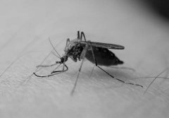 蚊子的壽命有多長，蚊子最怕什么植物、動物