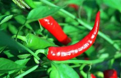 辣椒屬于什么類蔬菜？