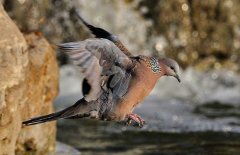 斑鳩的種類(lèi)有哪些？
