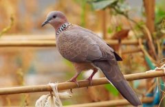 珠頸斑鳩吃什么食物？