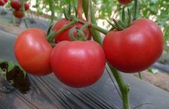 西紅柿常用激素、調節(jié)劑、微肥、葉面肥