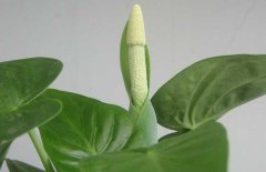 滴水觀音開花嗎？