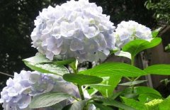 繡球花可以放在室內(nèi)嗎？繡球花適合放在哪里？