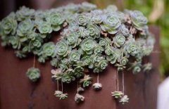 多肉植物什么時(shí)候澆水？