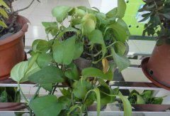 常見的凈化空氣的室內(nèi)植物有哪些？
