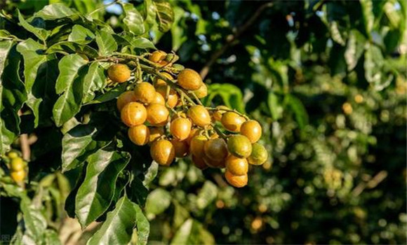 黃皮如何疏花、疏果、保果