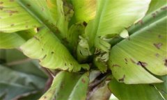 香蕉束頂病怎樣防治 略談香蕉束頂病防治方法