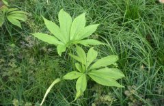 半夏的種植前景如何？半夏的市場(chǎng)現(xiàn)狀分析