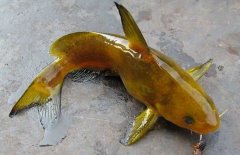 黃顙魚的種類（品種）有哪些？
