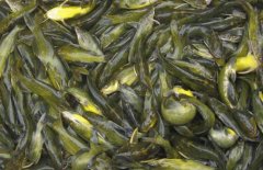 黃顙魚(yú)的市場(chǎng)參考價(jià)格，黃顙魚(yú)的選購(gòu)方法