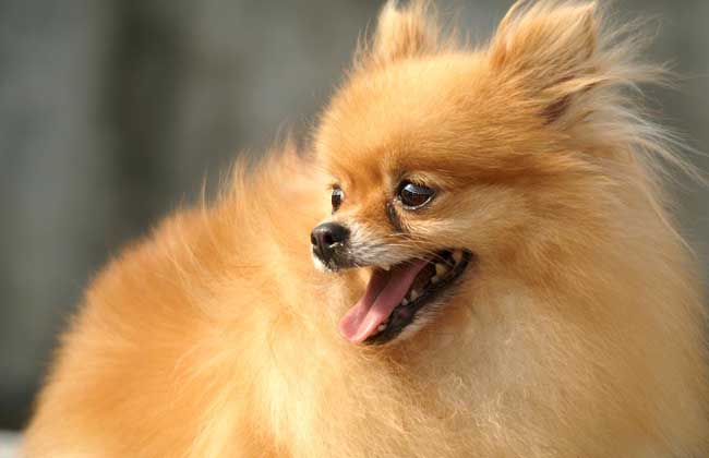 犬養(yǎng)殖技術