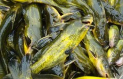 黃顙魚的營養(yǎng)價值、醫(yī)療功效與適宜人群簡介
