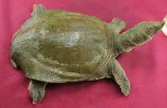吃甲魚過(guò)敏怎么辦，其過(guò)敏的原因是什么？