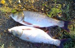 白鰱和鳙魚的區(qū)別有哪些？