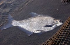 鳊魚(yú)吃什么食物？鳊魚(yú)的飼料如何搭配合適