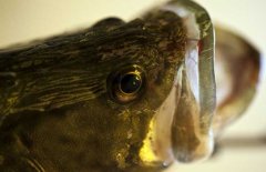鱖魚品種有哪幾種、各有什么特點(diǎn)？