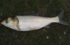 鰱魚疾病防治技術(shù)：爛鰓病、四極蟲病、豎鱗病