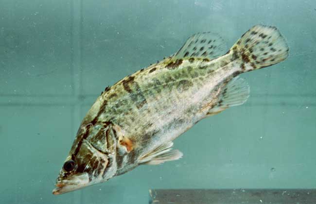 鱖魚(yú)養(yǎng)殖