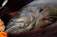 石斑魚是海水魚還是淡水魚 它的產(chǎn)地是哪里？