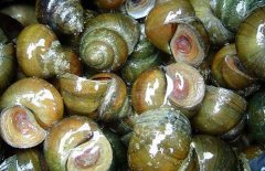 螺螄吃什么食物？螺螄與田螺的區(qū)別
