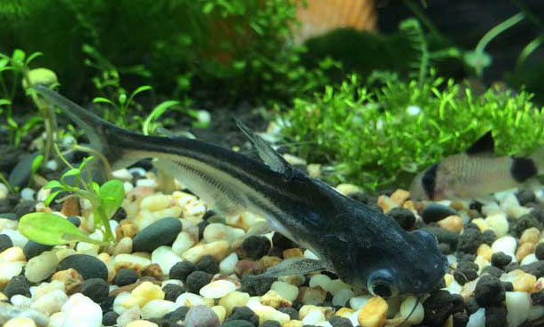 鸚鵡魚和什么魚混養(yǎng)好？