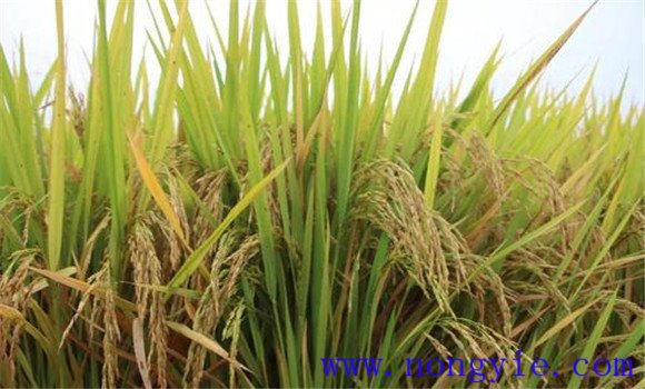 選用優(yōu)質高產品種