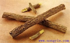 甘草的市場(chǎng)前景如何？地膜甘草栽培技術(shù)規(guī)程
