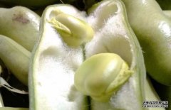 蠶豆有毒嗎？