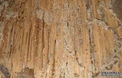 白蟻的生活環(huán)境是怎樣的？