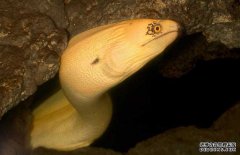 鰻魚的產(chǎn)地分布、生活習(xí)性與生長(zhǎng)過(guò)程