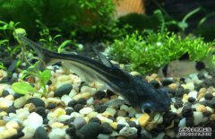 鸚鵡魚(yú)和什么魚(yú)混養(yǎng)好？