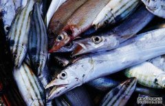 帶魚(yú)有哪幾種，為你介紹地球上帶魚(yú)的七大種類