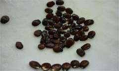 早春大棚西瓜種植之浸種、催芽方法