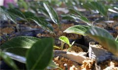 鳳梨的種植密度、育苗方法 鳳梨的種植方法