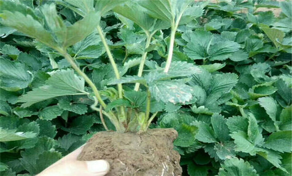 怎樣起草莓苗，如何包裝運輸和貯藏
