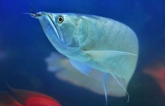 銀龍魚能長多大？銀龍魚多少錢一條