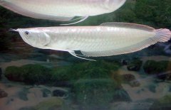 銀龍魚(yú)不吃食怎么辦，是什么原因?qū)е碌? /></a>
            <a href=